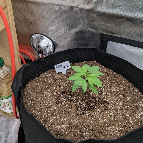 Super Silver Haze #1 growlog timeline photo