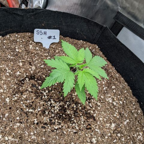 Super Silver Haze #1 growlog timeline photo
