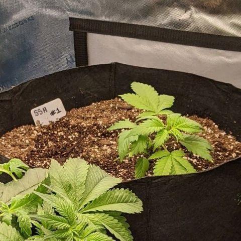 Super Silver Haze #1 growlog timeline photo
