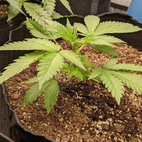 Super Silver Haze #1 growlog timeline photo