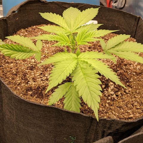 Super Silver Haze #1 growlog timeline photo