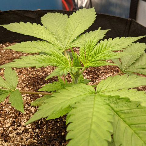 Super Silver Haze #1 growlog timeline photo