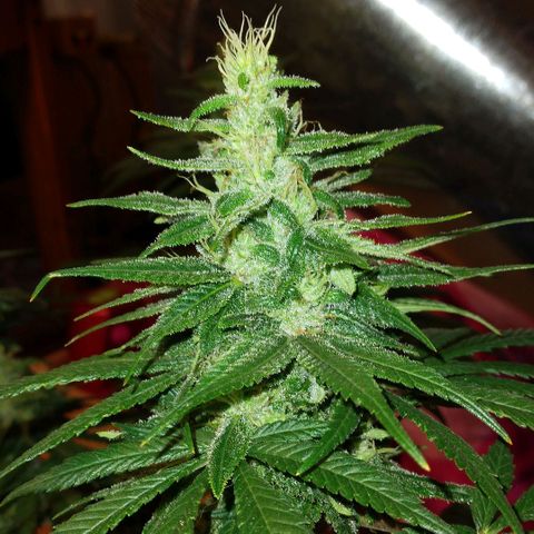Dave's Citrus surprise #2 growlog timeline photo