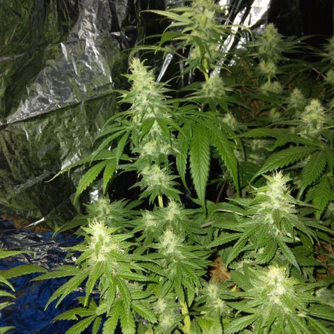 Dave's Citrus surprise #2 growlog photo: Last day of 7th week