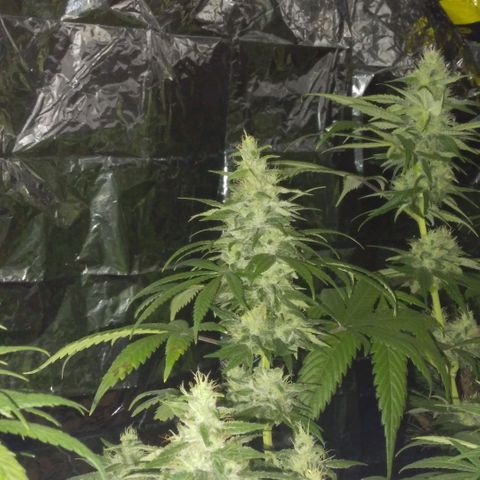 Dave's Citrus surprise #2 growlog photo: Last day of 7th week
