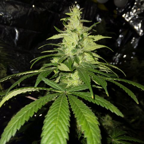 Dave's Citrus surprise #2 growlog photo: Last day of 7th week