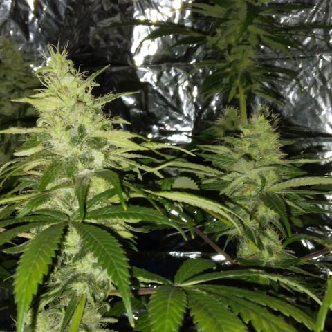 Dave's Citrus surprise #2 growlog photo: Last day of 7th week