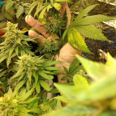 Dave's Citrus surprise #2 growlog photo: Almost finished week 8, needs another week or so