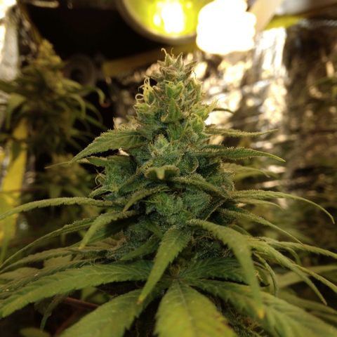 Dave's Citrus surprise #2 growlog photo: Almost finished week 8, needs another week or so