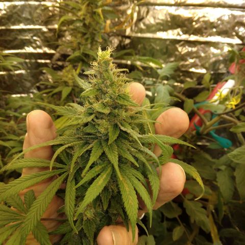 Dave's Citrus surprise #2 growlog photo: Almost finished week 8, needs another week or so