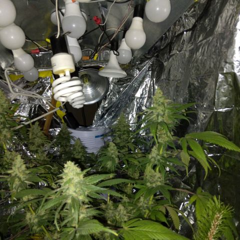 Dave's Citrus surprise #2 growlog photo: Almost finished week 8, needs another week or so