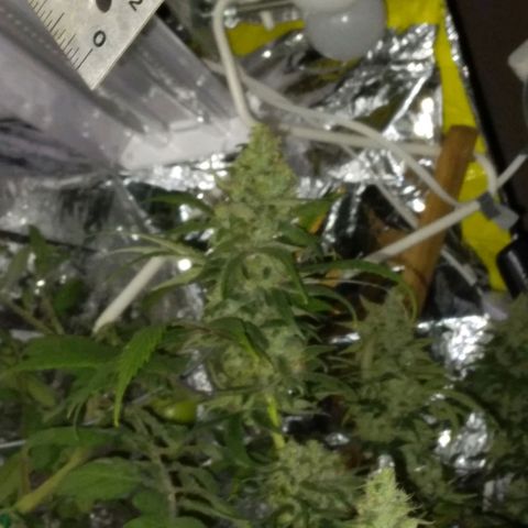 Dave's Citrus surprise #2 growlog photo: Almost finished week 8, needs another week or so