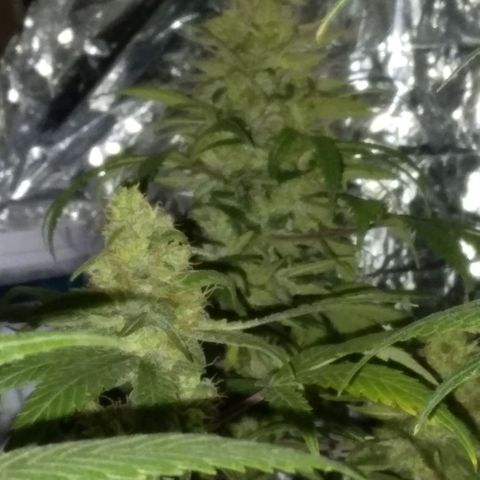 Dave's Citrus surprise #2 growlog photo: Almost finished week 8, needs another week or so
