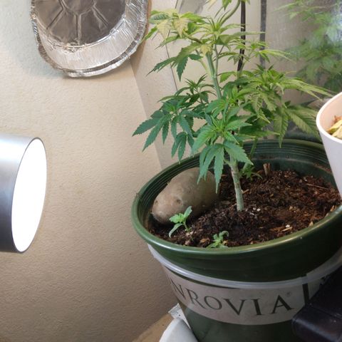 Dave's Citrus surprise #2 growlog photo: Two new babies coming up