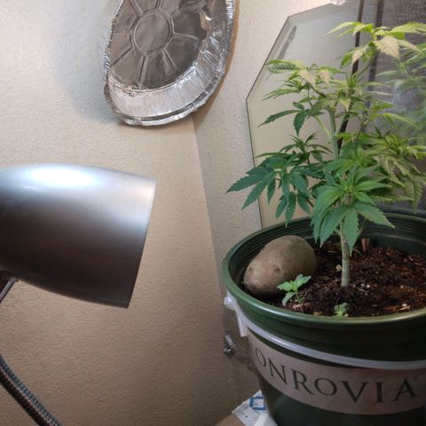 Dave's Citrus surprise #2 growlog photo: Two new babies coming up