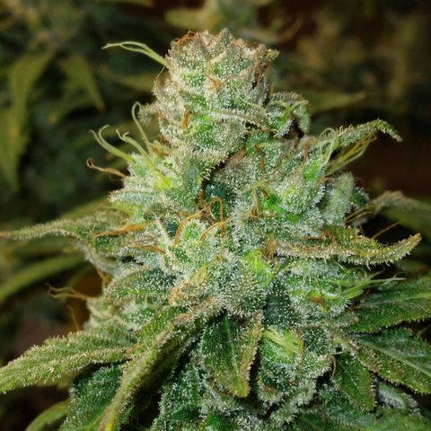 Dave's Citrus surprise #2 growlog timeline photo