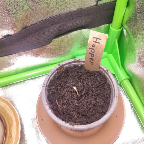 Hopper growlog timeline photo