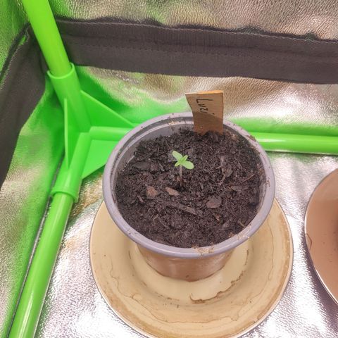 Luzi growlog timeline photo