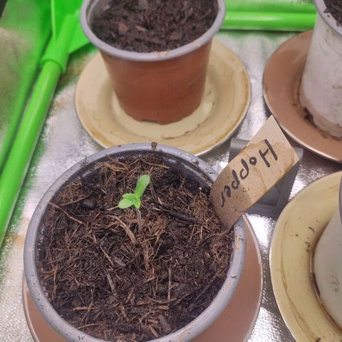 Hopper growlog timeline photo