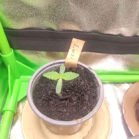 Luzi growlog timeline photo