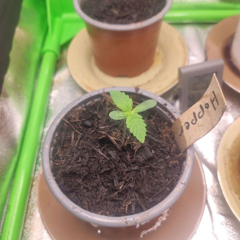 Hopper growlog timeline photo
