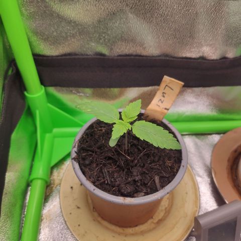 Luzi growlog timeline photo