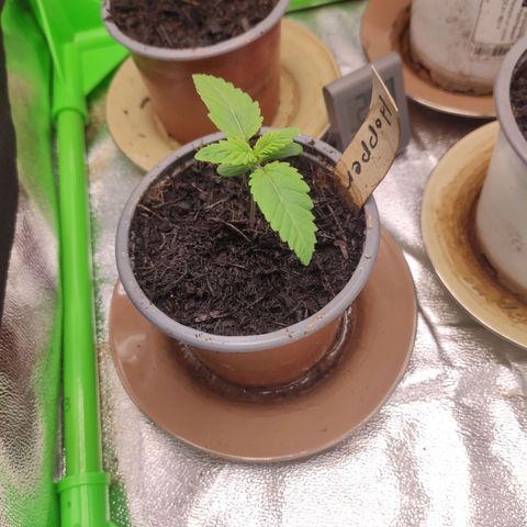 Hopper growlog timeline photo