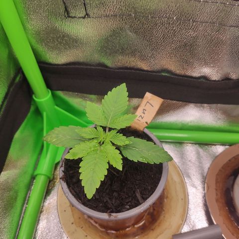 Luzi growlog timeline photo