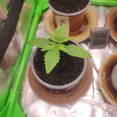 Hopper growlog timeline photo