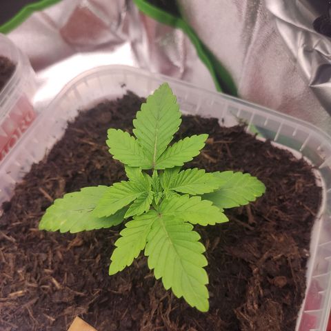 Luzi growlog timeline photo