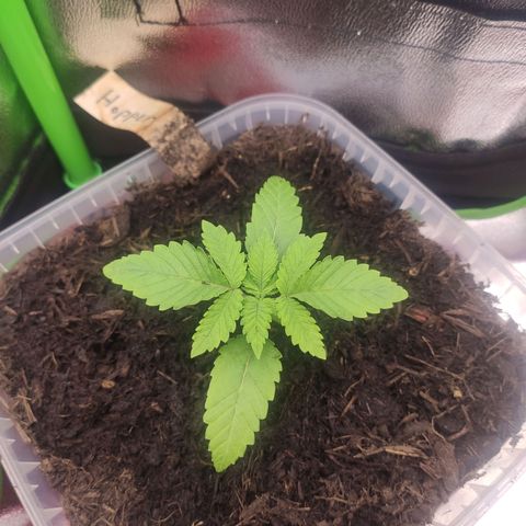 Hopper growlog timeline photo