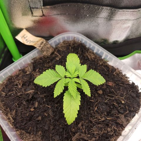 Hopper growlog timeline photo