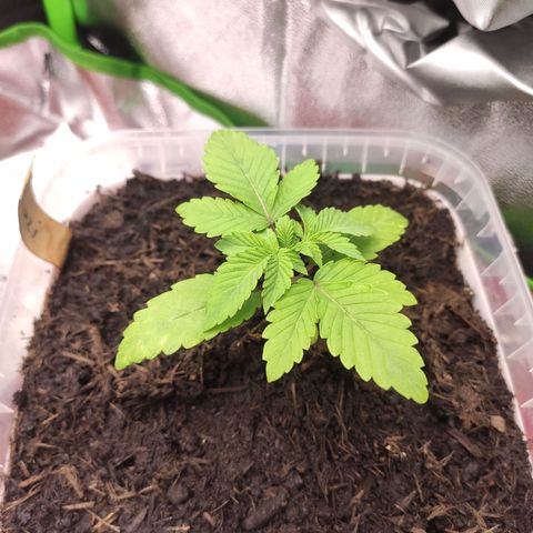 Luzi growlog timeline photo
