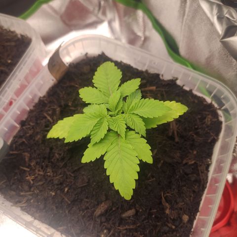 Luzi growlog timeline photo