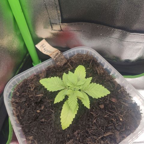 Hopper growlog timeline photo