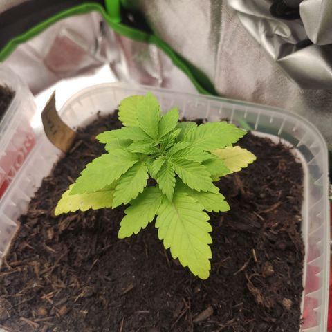 Luzi growlog timeline photo