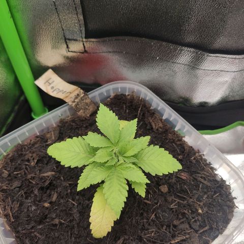 Hopper growlog timeline photo
