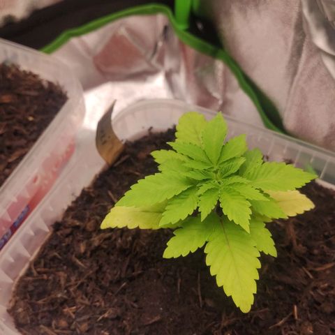 Luzi growlog timeline photo