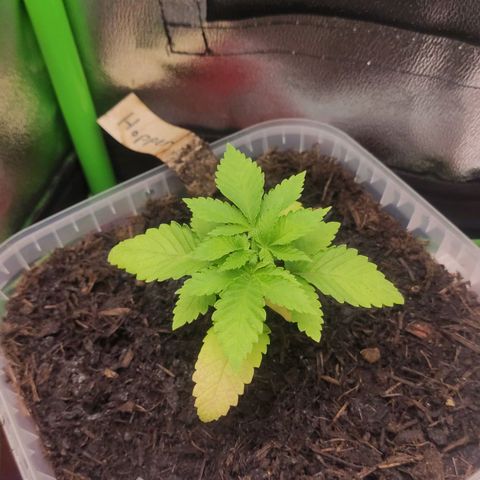 Hopper growlog timeline photo