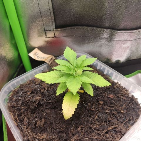 Hopper growlog timeline photo
