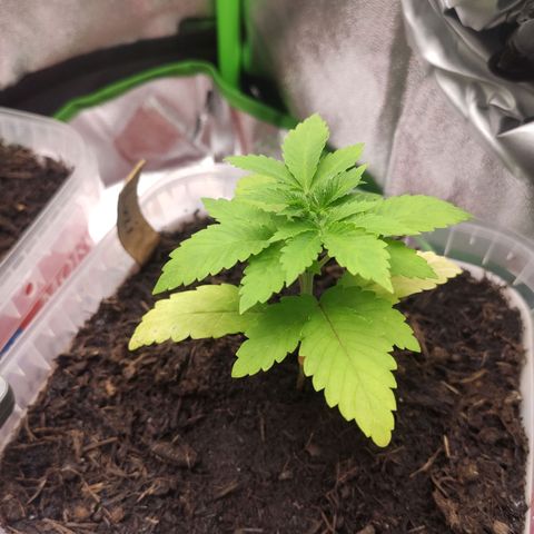 Luzi growlog timeline photo