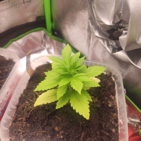 Luzi growlog timeline photo