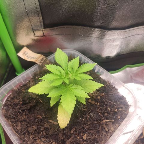 Hopper growlog timeline photo
