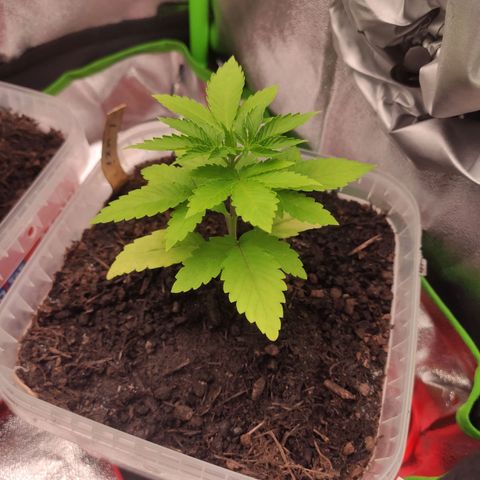 Luzi growlog timeline photo