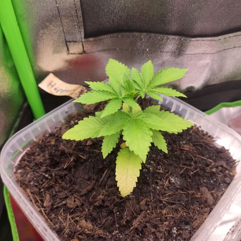Hopper growlog timeline photo