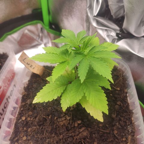 Luzi growlog timeline photo