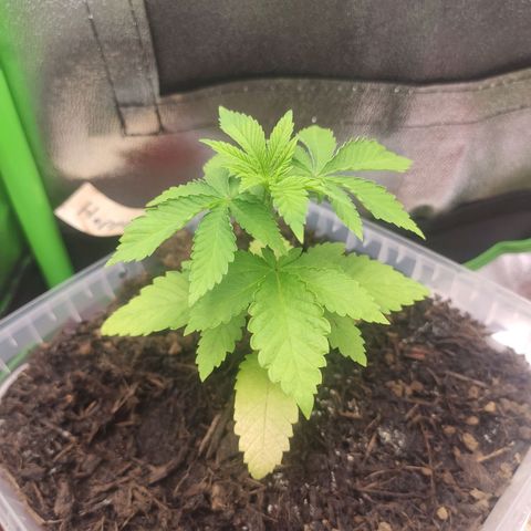 Hopper growlog timeline photo
