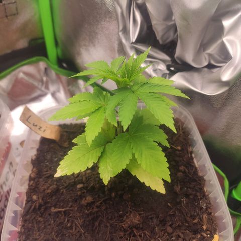 Luzi growlog timeline photo