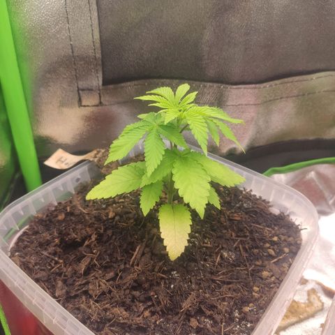 Hopper growlog timeline photo