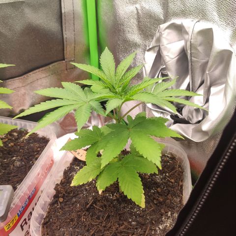 Luzi growlog timeline photo
